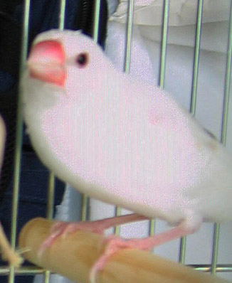 モアレ1